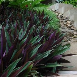 Shrubs Border Plants Tradescantia (Rhoeo) Dwarf "Moses In The Cradle"