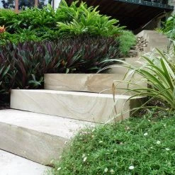 Shrubs Border Plants Tradescantia (Rhoeo) Dwarf