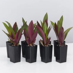 Shrubs Border Plants Tradescantia (Rhoeo) Dwarf "Moses In The Cradle"