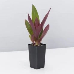 Shrubs Border Plants Tradescantia (Rhoeo) Dwarf