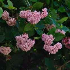 Shrubs Rondeletia Amoena
