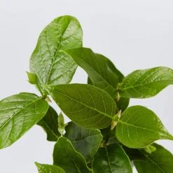 Shrubs Rondeletia Amoena