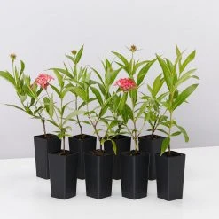 Shrubs Rondeletia Leucophylla Sweet Caprice