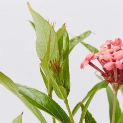 Shrubs Rondeletia Leucophylla Sweet Caprice