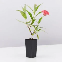 Shrubs Rondeletia Leucophylla Sweet Caprice