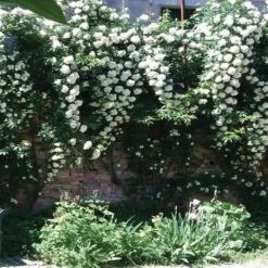 Shrubs Full Sun Rosa Banksiae Alba 10 Shrubs Full Sun Rosa Banksiae Alba