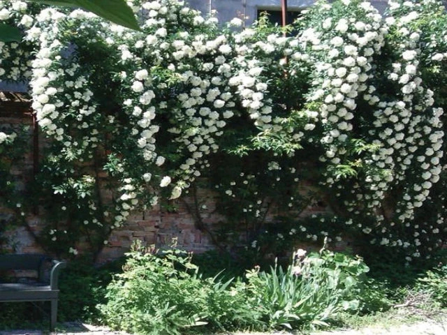 Shrubs Full Sun Rosa Banksiae Alba 6 Shrubs Full Sun Rosa Banksiae Alba