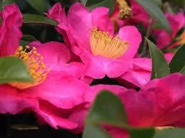 Hedge Shrubs Camellia Sasanqua 'Rose Ann' (deep Rose Pink Flower) 4 Hedge Shrubs Camellia Sasanqua 'Rose Ann' (deep Rose Pink Flower)