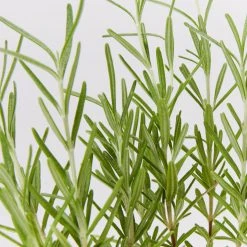 Shrubs Rosmarinus Officinalis Savor