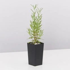 Shrubs Rosmarinus Officinalis Savor