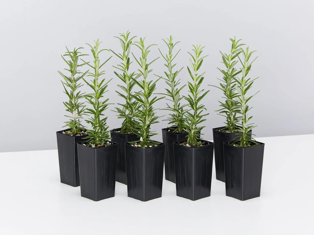 Hedge Shrubs Rosemary Tuscan Blue 3 Hedge Shrubs Rosemary Tuscan Blue