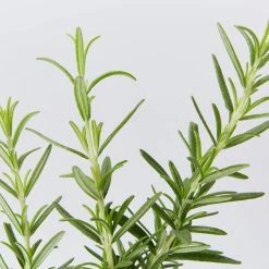 Hedge Shrubs Rosemary Tuscan Blue