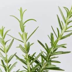 Hedge Shrubs Rosemary Rosmarinus Officinalis