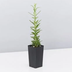 Hedge Shrubs Rosemary Tuscan Blue 12 Hedge Shrubs Rosemary Tuscan Blue