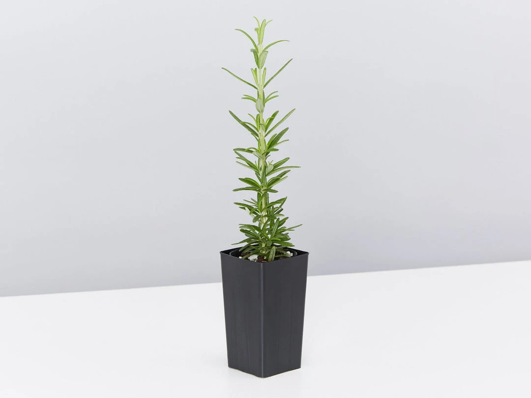 Hedge Shrubs Rosemary Tuscan Blue 7 Hedge Shrubs Rosemary Tuscan Blue