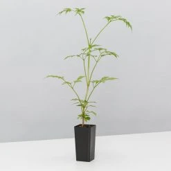 Indoor Garden Shrubs Radermachera China Doll 8 Indoor Garden Shrubs Radermachera China Doll