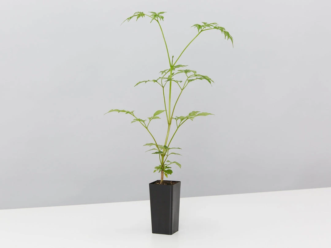 Indoor Garden Shrubs Radermachera China Doll 5 Indoor Garden Shrubs Radermachera China Doll