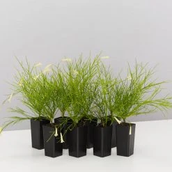 Shrubs Full Sun Russelia 'Lemon Falls'