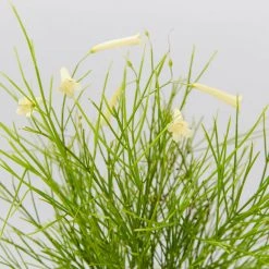 Shrubs Full Sun Russelia 'Lemon Falls'