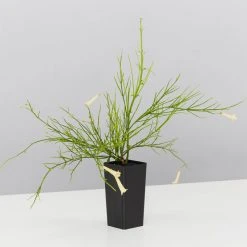 Shrubs Outdoor Assorted Hanging Plants Plant Packs