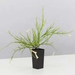 Shrubs Full Sun Russelia 'Lemon Falls'