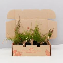 Shrubs Russelia "Falls" Mixed Box