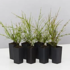 Shrubs Ground Covers Russelia Equisetiformis Ruby Falls Cascading Evergeen Shrub