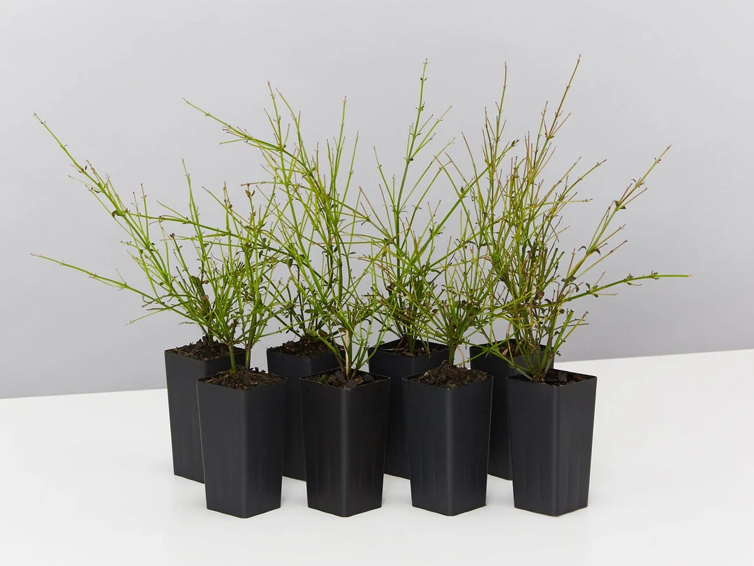 Shrubs Ground Covers Russelia Equisetiformis Ruby Falls Cascading Evergeen Shrub 3 Shrubs Ground Covers Russelia Equisetiformis Ruby Falls Cascading Evergeen Shrub