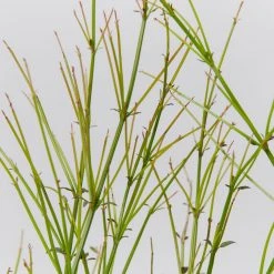 Shrubs Ground Covers Russelia Equisetiformis Ruby Falls Cascading Evergeen Shrub