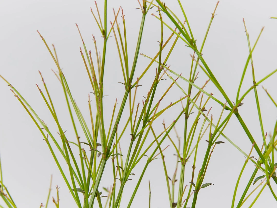 Shrubs Ground Covers Russelia Equisetiformis Ruby Falls Cascading Evergeen Shrub 4 Shrubs Ground Covers Russelia Equisetiformis Ruby Falls Cascading Evergeen Shrub