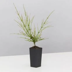 Shrubs Ground Covers Russelia Equisetiformis Ruby Falls Cascading Evergeen Shrub 8 Shrubs Ground Covers Russelia Equisetiformis Ruby Falls Cascading Evergeen Shrub