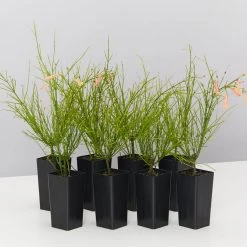 Shrubs Russelia 'Tangerine Falls' Firecracker Plant