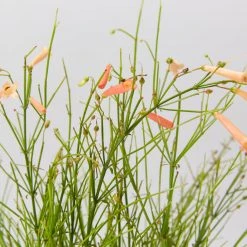 Shrubs Russelia 'Tangerine Falls' Firecracker Plant