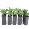 Succulents Sansevieria Dwarf Full Sun