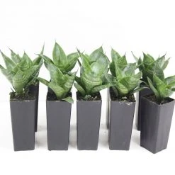 Succulents Sansevieria Dwarf Full Sun