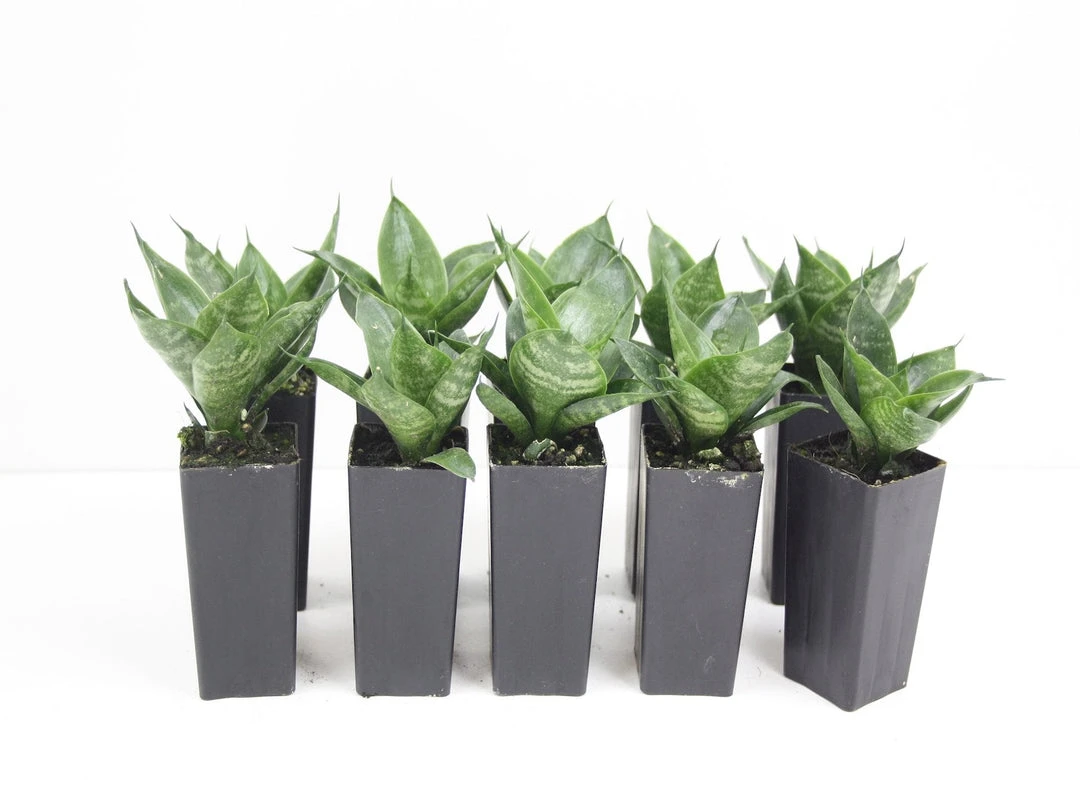 Succulents Sansevieria Dwarf Full Sun 3 Succulents Sansevieria Dwarf Full Sun