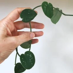 Indoor Garden Satin Pothos Scindapsus Pictus Argyraeus