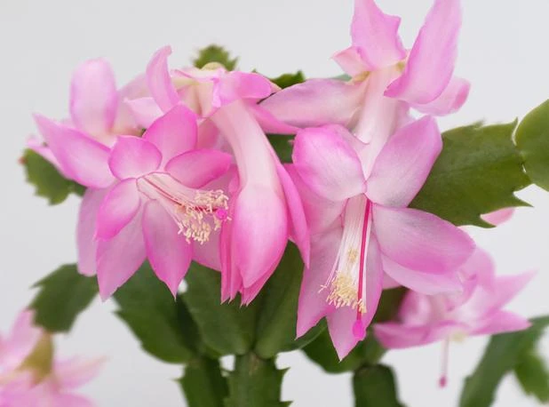 Pot + Plant Gift Box Ground Covers Schlumbergera Truncata - Pot + Plant + Soil 11 Pot + Plant Gift Box Ground Covers Schlumbergera Truncata - Pot + Plant + Soil