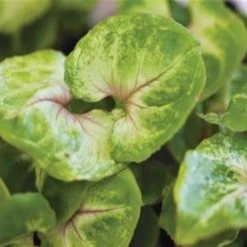 Indoor Garden Syngonium Golden Illusion Syngoniums