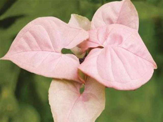 Indoor Garden Syngoniums Syngonium Podophyllum Red Heart 3 Indoor Garden Syngoniums Syngonium Podophyllum Red Heart