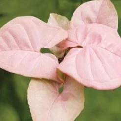 Indoor Garden Syngonium Podophyllum Red Heart 85mm Syngoniums 9 Indoor Garden Syngonium Podophyllum Red Heart 85mm Syngoniums