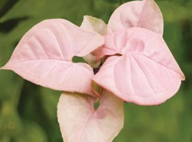 Indoor Garden Syngonium Podophyllum Red Heart 85mm Syngoniums 5 Indoor Garden Syngonium Podophyllum Red Heart 85mm Syngoniums