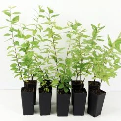 Shrubs Spiraea Cv. Pink Ice