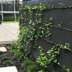 Hedge Star Jasmine Hedging Or Ground Cover Pack Hedging Plants