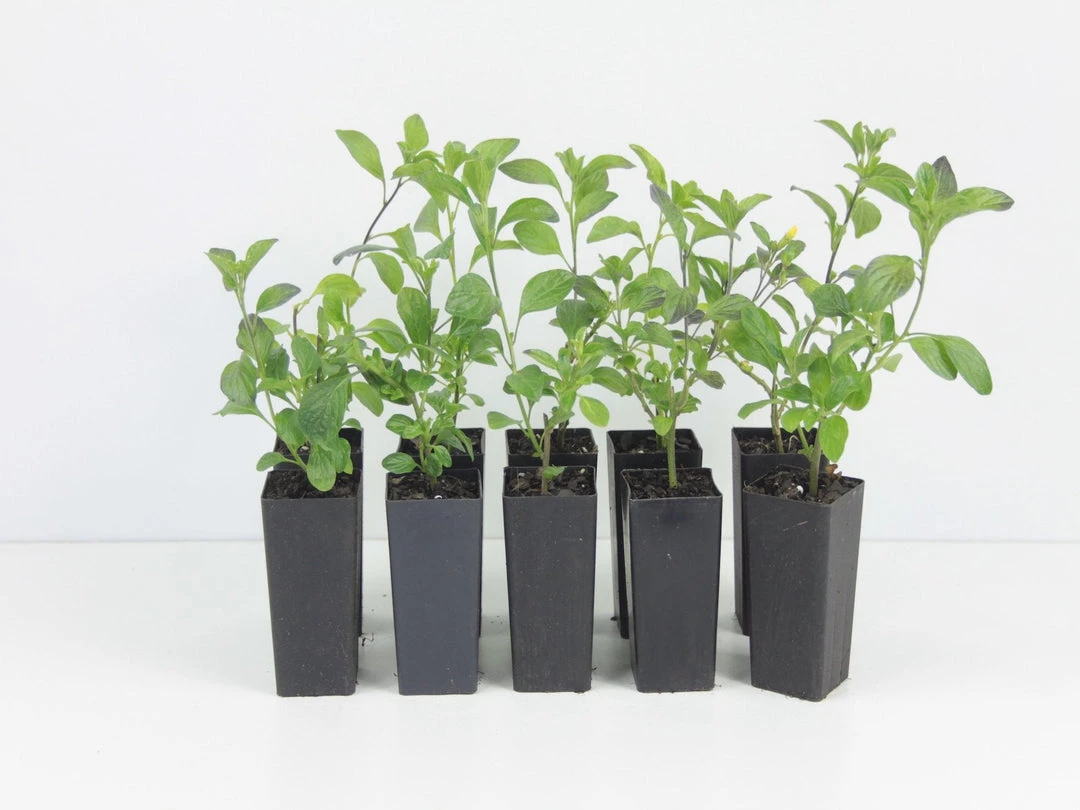 Shrubs Streptosolen (Browallia) Jamesonii Nana (dwarf) 3 Shrubs Streptosolen (Browallia) Jamesonii Nana (dwarf)