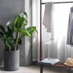 Shrubs Strelitzia Reginae "Bird Of Paradise" 11 Shrubs Strelitzia Reginae