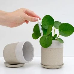 Sustee Houseplant 'when To Water Device' Sustee Watering Device