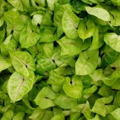 Indoor Garden Syngonium Golden Illusion Syngoniums