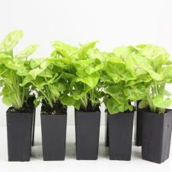 Indoor Garden Syngonium Golden Illusion Syngoniums