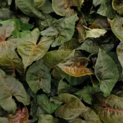 Indoor Garden Syngonium Podophyllum Bronze With Pot Option Easy Care Plants 20 Indoor Garden Syngonium Podophyllum Bronze With Pot Option Easy Care Plants